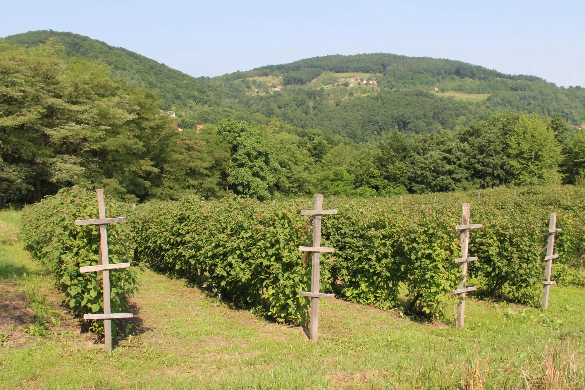 Raspberry field on a hillside in Serbia